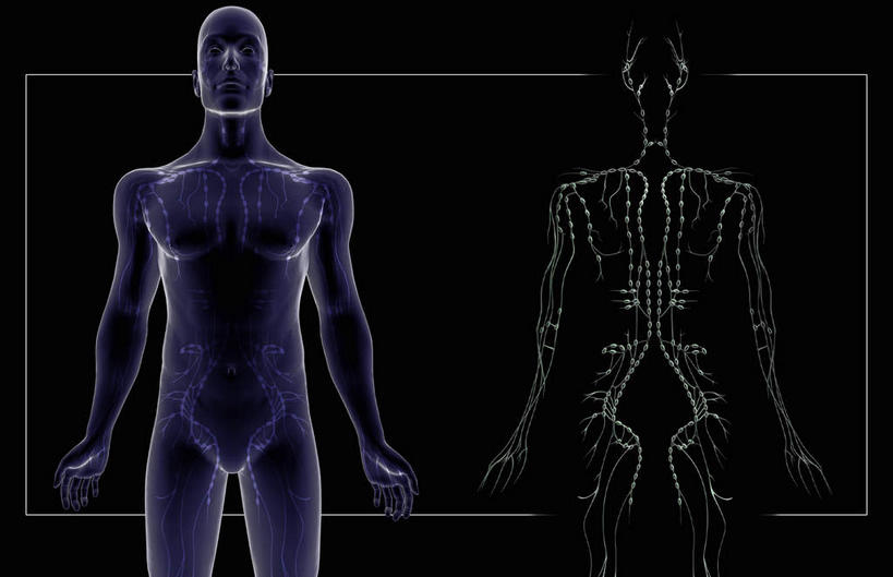 颅骨,内脏,脊髓,动脉,静脉,骨骼,胸骨,肋骨,骨盆,无人,横图,插画,室内,白天,正面,数码,科技,静物,阴影,网络,医学,骨头,高光,几何,计算机图形,合成,图画,画,模型,人体,电脑合成图,数码合成图,骨架,生物学,人体器官,器官,漫画,生理学,写实,具体,具象,髌骨,腓骨,跗骨,胫骨,软肋骨,胸椎,趾骨,脊柱,头盖骨,半身,彩图