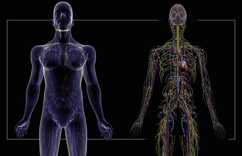 颅骨,内脏,脊髓,动脉,静脉,骨骼,胸骨,肋骨,骨盆,无人,横图,插画,室内,白天,正面,数码,科技,静物,阴影,网络,医学,骨头,高光,几何,计算机图形,合成,图画,画,模型,人体,电脑合成图,数码合成图,骨架,生物学,人体器官,器官,漫画,生理学,写实,具体,具象,髌骨,腓骨,跗骨,胫骨,软肋骨,胸椎,趾骨,脊柱,头盖骨,半身,彩图