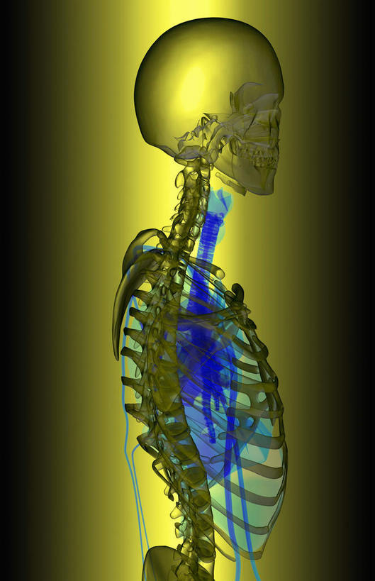 颅骨,动脉,静脉,骨骼,胸骨,肋骨,无人,竖图,插画,x光片,室内,特写,白天,侧面,数码,科技,静物,阴影,黑色背景,辐射,科学,网络,医学,骨头,高光,几何,计算机图形,合成,图画,画,黄色,模型,框架,人体,电脑合成图,数码合成图,骨架,医疗,生物学,科学技术,x射线,x光,漫画,生理学,写实,具体,具象,颈骨,颈椎,胫骨,软肋骨,胸椎,头盖骨,半身,彩图,电磁波,电磁辐射