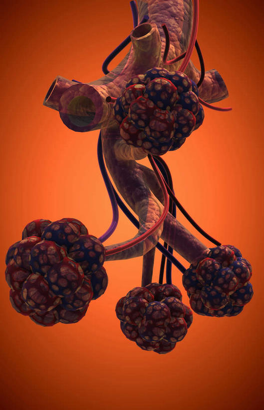 内脏,肺,动脉,静脉,无人,竖图,插画,室内,白天,正面,数码,科技,静物,阴影,网络,医学,高光,几何,计算机图形,合成,图画,画,红色,模型,人体,电脑合成图,数码合成图,生物学,人体器官,器官,漫画,支气管,生理学,写实,具体,具象,细支气管,腺泡,呼吸系统,肺部,肺脏,彩图