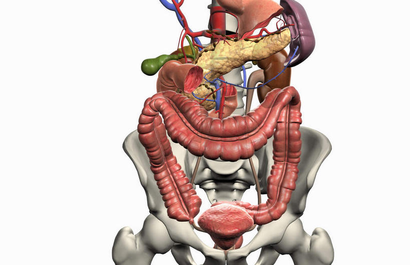 内脏,心脏,肝脏,肠,肾脏,动脉,静脉,骨骼,骨盆,十二指肠,无人,横图,插画,室内,白天,白色背景,正面,数码,科技,静物,阴影,网络,医学,骨头,高光,几何,计算机图形,合成,图画,画,红色,模型,人体,电脑合成图,数码合成图,骨架,生物学,人体器官,器官,漫画,泌尿系统,输尿管,心血管,心房,心室,生理学,写实,具体,具象,肾上腺,大肠,肝,盲肠,小肠,心,直肠,彩图,消化系统