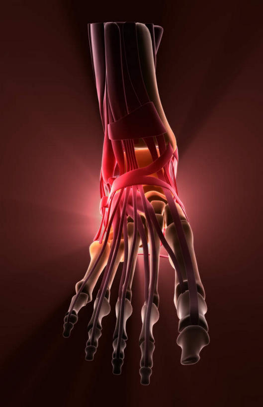 动脉,静脉,骨骼,无人,竖图,插画,室内,特写,白天,正面,数码,科技,静物,阴影,网络,医学,骨头,高光,几何,计算机图形,合成,图画,画,红色,模型,框架,人体,电脑合成图,数码合成图,骨架,生物学,漫画,生理学,写实,具体,具象,髌骨,腓骨,跗骨,胫骨,趾骨,半身,彩图