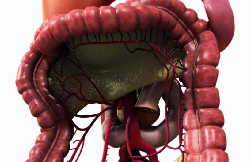 内脏,肝脏,肠,动脉,静脉,骨盆,尿道,十二指肠,无人,横图,插画,室内,白天,白色背景,正面,数码,科技,静物,阴影,网络,医学,高光,几何,计算机图形,合成,图画,画,红色,模型,人体,电脑合成图,数码合成图,生物学,人体器官,器官,漫画,生理学,写实,具体,具象,肠道,大肠,肝,盲肠,小肠,直肠,彩图