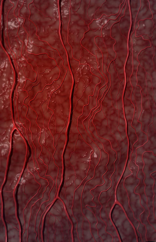 血管,无人,竖图,插画,室内,白天,正面,数码,科技,静物,阴影,黑色背景,网络,医学,高光,几何,计算机图形,合成,图画,画,红色,血液,人体,电脑合成图,数码合成图,生物学,血细胞,漫画,心血管,生理学,写实,具体,具象,彩图