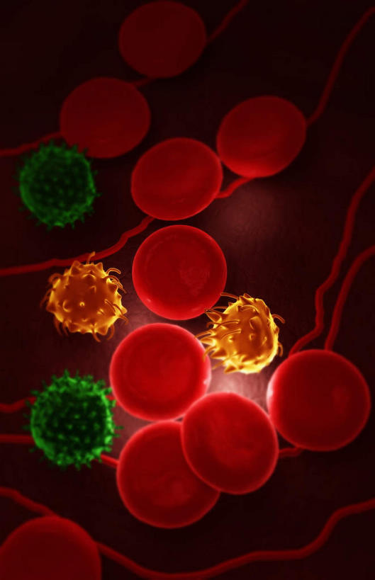 无人,竖图,插画,室内,白天,正面,数码,科技,微生物,静物,阴影,网络,医学,高光,几何,计算机图形,合成,图画,画,黄色,红色,绿色,生物,人体,电脑合成图,数码合成图,医疗,生物学,血细胞,血小板,漫画,白细胞,生理学,写实,具体,具象,红细胞,T淋巴细胞,T细胞,寄生,生命体,血块,彩图