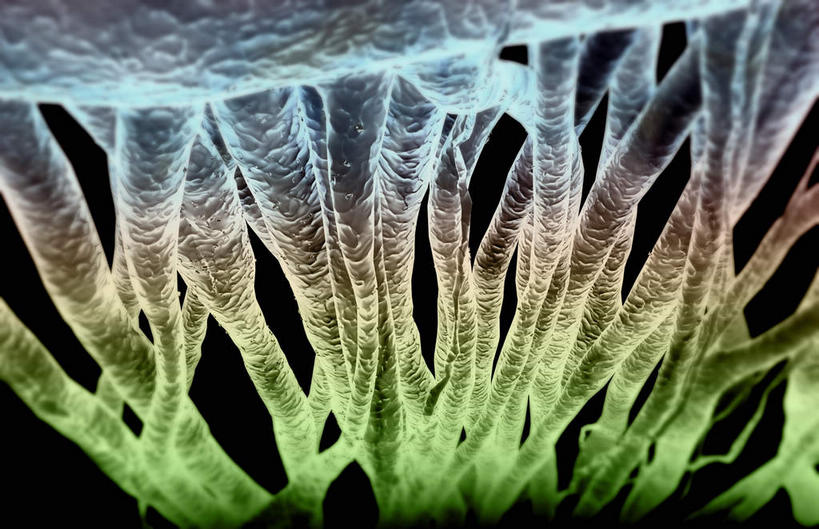 无人,横图,插画,室内,白天,正面,数码,科技,微生物,静物,阴影,网络,医学,高光,几何,计算机图形,合成,图画,画,绿色,生物,人体,电脑合成图,数码合成图,医疗,生物学,漫画,生理学,写实,具体,具象,神经纤维,寄生,生命体,彩图,神经系统