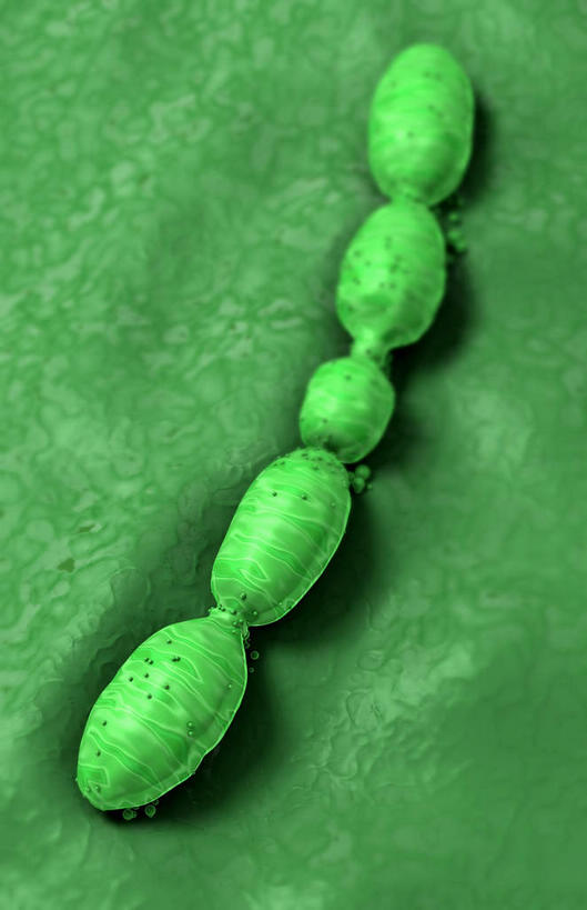 无人,竖图,插画,室内,白天,正面,数码,科技,微生物,静物,阴影,网络,医学,高光,几何,计算机图形,合成,图画,画,绿色,生物,人体,电脑合成图,数码合成图,医疗,病毒,疾病,生物学,漫画,生理学,写实,具体,具象,寄生,生命体,生物病毒,肺炎,彩图