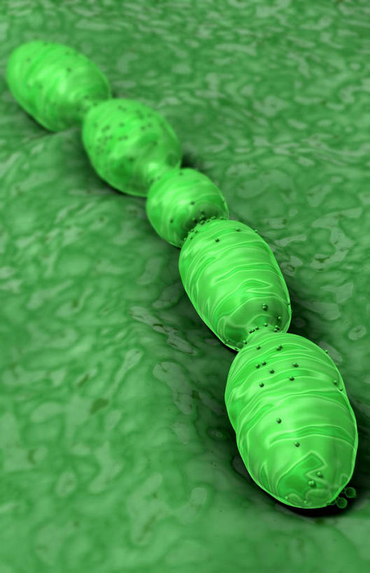 无人,竖图,插画,室内,白天,正面,数码,科技,微生物,静物,阴影,网络,医学,高光,几何,计算机图形,合成,图画,画,绿色,生物,人体,电脑合成图,数码合成图,医疗,病毒,疾病,生物学,漫画,生理学,写实,具体,具象,寄生,生命体,生物病毒,肺炎,彩图