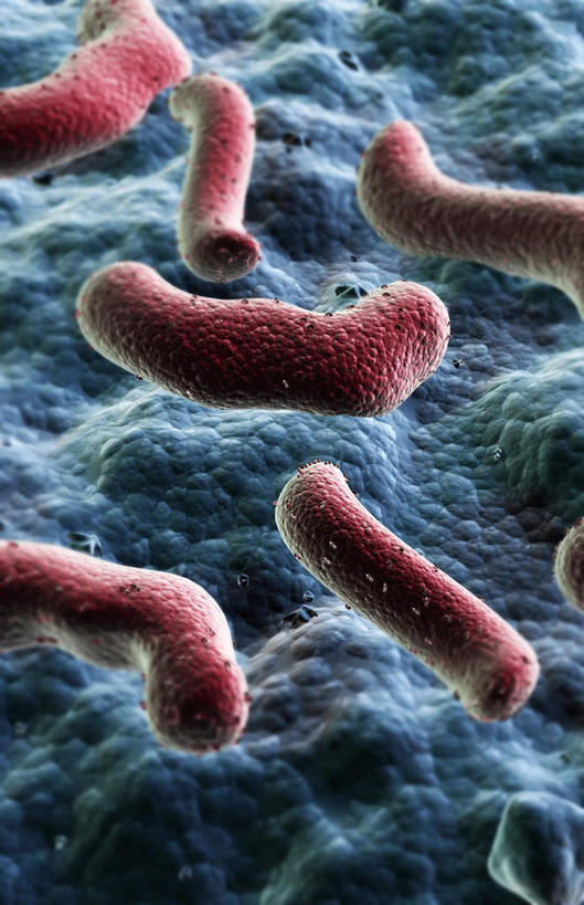 无人,竖图,插画,室内,白天,正面,数码,科技,静物,阴影,发光,网络,细菌,医学,高光,几何,计算机图形,合成,图画,画,红色,灰色,生物,人体,刺眼,耀眼,电脑合成图,数码合成图,医疗,生物学,漫画,生理学,写实,具体,具象,内腔,彩图,夺目