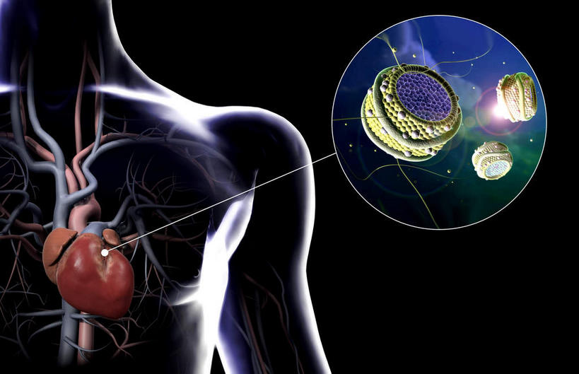 内脏,心脏,动脉,静脉,无人,横图,插画,室内,白天,正面,数码,科技,静物,阴影,黑色背景,网络,医学,高光,几何,计算机图形,合成,图画,画,红色,模型,人体,电脑合成图,数码合成图,生物学,人体器官,器官,蛋白质,漫画,心血管,心房,心室,生理学,写实,具体,具象,胆固醇,心,半身,彩图