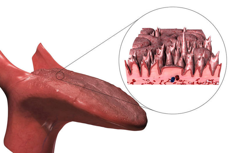 内脏,动脉,静脉,无人,横图,插画,室内,白天,白色背景,正面,数码,科技,静物,阴影,网络,医学,高光,几何,计算机图形,合成,图画,吐舌头,画,红色,模型,伸舌头,吐舌,人体,电脑合成图,数码合成图,生物学,人体器官,器官,漫画,生理学,写实,具体,具象,味蕾,彩图