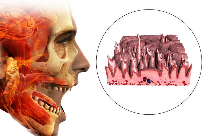 内脏,动脉,静脉,无人,横图,插画,室内,白天,白色背景,正面,数码,科技,静物,阴影,网络,医学,英文,标志,文字,字符,字母,高光,几何,计算机图形,合成,图画,标识,吐舌头,画,红色,模型,伸舌头,吐舌,人体,英文字母,电脑合成图,数码合成图,生物学,人体器官,器官,漫画,生理学,写实,具体,具象,味蕾,半身,彩图