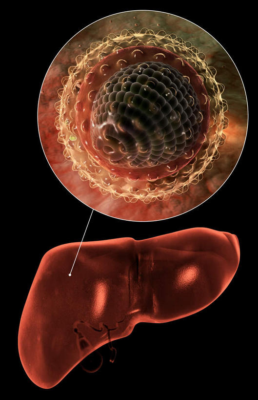 内脏,肝脏,动脉,静脉,无人,竖图,插画,室内,白天,正面,数码,科技,静物,阴影,黑色背景,网络,医学,高光,几何,计算机图形,合成,图画,画,模型,生物,人体,电脑合成图,数码合成图,医疗,生物学,人体器官,器官,漫画,生理学,写实,具体,具象,肝炎,肝,彩图