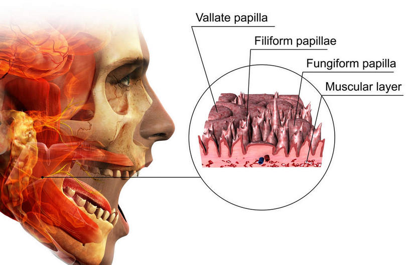 内脏,动脉,静脉,无人,横图,插画,室内,白天,白色背景,正面,数码,科技,静物,阴影,网络,医学,英文,标志,文字,字符,字母,高光,几何,计算机图形,合成,图画,标识,吐舌头,画,红色,模型,伸舌头,吐舌,人体,英文字母,电脑合成图,数码合成图,生物学,人体器官,器官,漫画,生理学,写实,具体,具象,味蕾,半身,彩图