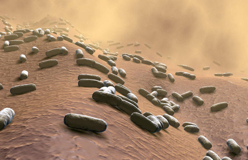 无人,横图,插画,室内,白天,正面,数码,科技,微生物,阴影,网络,细菌,医学,高光,几何,计算机图形,合成,图画,画,生物,电脑合成图,数码合成图,医疗,生物学,漫画,写实,具体,具象,寄生,生命体,蜡样芽孢杆菌,破伤风杆菌,肉毒杆菌,彩图