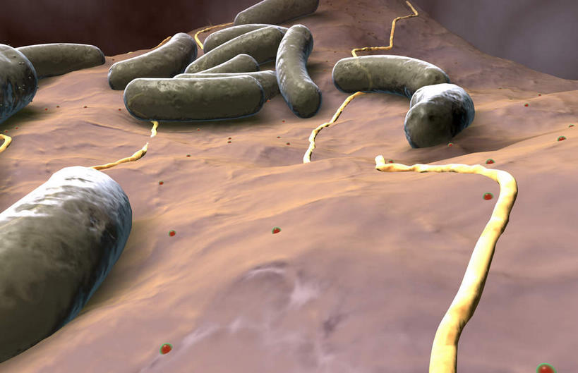 无人,横图,插画,室内,白天,正面,数码,科技,静物,阴影,网络,医学,高光,几何,计算机图形,合成,图画,画,生物,人体,电脑合成图,数码合成图,医疗,生物学,漫画,生理学,写实,具体,具象,蜡样芽孢杆菌,破伤风杆菌,肉毒杆菌,彩图