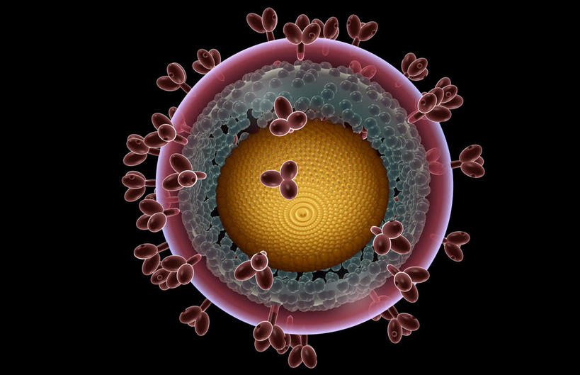 无人,横图,插画,室内,白天,正面,数码,科技,静物,阴影,黑色背景,网络,医学,高光,几何,计算机图形,合成,图画,画,黄色,生物,人体,电脑合成图,数码合成图,医疗,疾病,生物学,艾滋病,漫画,生理学,写实,具体,具象,传染,传染病,HIV病毒,后天性免疫缺陷症候群,获得性免疫缺陷综合症,流行症,慢性病,人类免疫缺陷病毒,症候群,综合症,致命,反转录酶,逆转录酶,彩图,感染