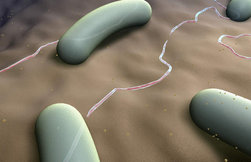 无人,横图,插画,室内,白天,正面,数码,科技,静物,阴影,网络,医学,高光,几何,计算机图形,合成,图画,画,灰色,生物,人体,电脑合成图,数码合成图,医疗,生物学,漫画,生理学,写实,具体,具象,蜡样芽孢杆菌,破伤风杆菌,肉毒杆菌,彩图