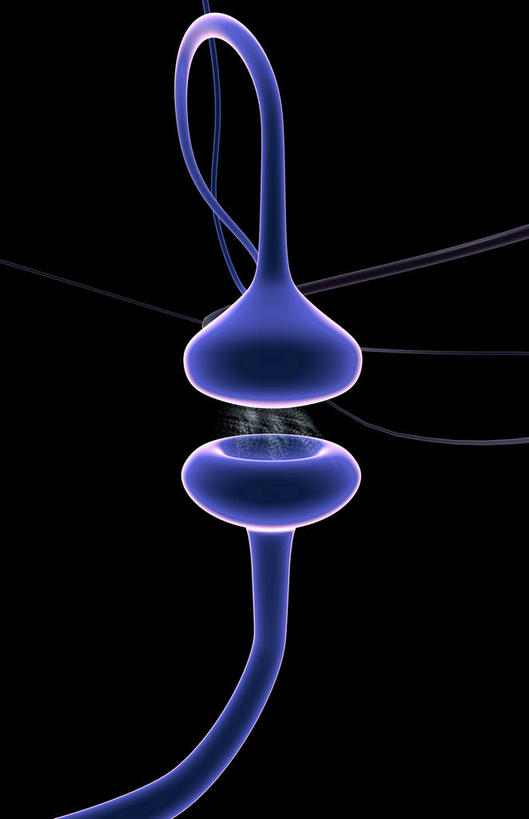 无人,竖图,插画,室内,白天,正面,数码,科技,静物,阴影,网络,医学,高光,几何,计算机图形,合成,图画,画,生物,人体,电脑合成图,数码合成图,医疗,生物学,漫画,神经元,生理学,写实,具体,具象,突触,突触间隙,神经细胞,彩图,神经系统