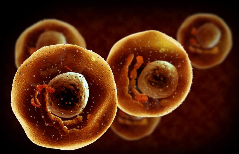 无人,横图,插画,室内,特写,白天,正面,数码,科技,静物,阴影,黑色背景,网络,细胞核,医学,细胞,高光,几何,计算机图形,合成,图画,画,黄色,球体,人体,电脑合成图,数码合成图,生物学,漫画,过敏,生理学,写实,具体,具象,肥大细胞,彩图