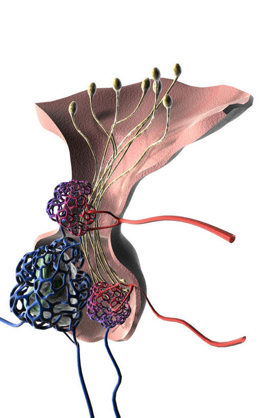 内脏,脑,动脉,静脉,无人,竖图,插画,室内,白天,白色背景,正面,数码,科技,静物,阴影,网络,医学,高光,几何,计算机图形,合成,图画,画,红色,模型,人体,电脑合成图,数码合成图,生物学,人体器官,器官,漫画,腺体,生理学,写实,具体,具象,脑下垂体,脑部,脑子,彩图