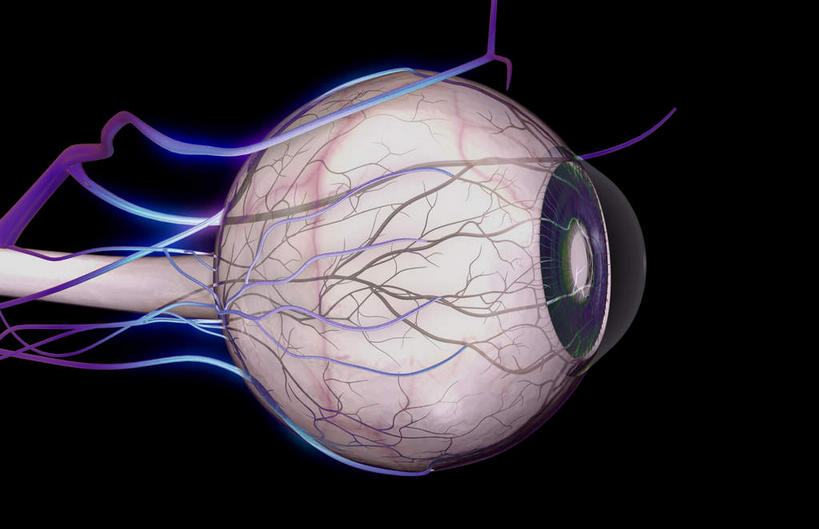 眼睛,动脉,静脉,无人,横图,插画,室内,白天,白色背景,正面,数码,科技,静物,瞳孔,阴影,网络,医学,高光,几何,计算机图形,合成,图画,画,模型,人体,眼部,电脑合成图,数码合成图,生物学,视网膜,眼球,人体器官,器官,漫画,生理学,写实,具体,具象,眼,彩图