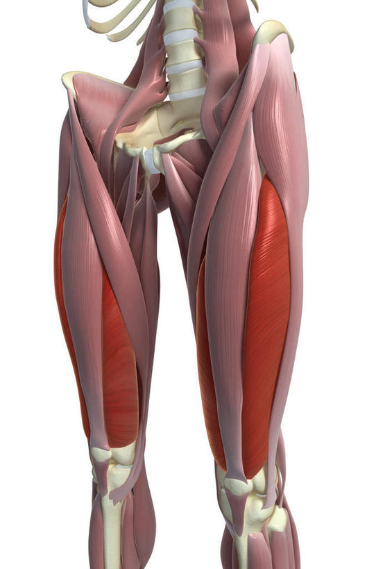 腿部,动脉,静脉,骨骼,肌肉,健壮,无人,站,竖图,插画,室内,特写,白天,白色背景,正面,数码,科技,静物,阴影,网络,医学,骨头,高光,几何,计算机图形,合成,图画,画,模型,站着,健康,活力,力量,人体,青春,电脑合成图,数码合成图,骨架,生物学,强壮,漫画,生理学,写实,具体,具象,肱四头肌,站立,半身,彩图