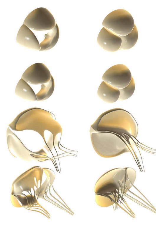 动脉,静脉,骨骼,无人,竖图,插画,室内,特写,白天,白色背景,正面,数码,科技,静物,一排,许多,阴影,整齐,网络,医学,骨头,高光,几何,计算机图形,合成,图画,画,排列,模型,人体,电脑合成图,数码合成图,骨架,生物学,队列,漫画,生理学,写实,具体,具象,心脏瓣膜,彩图