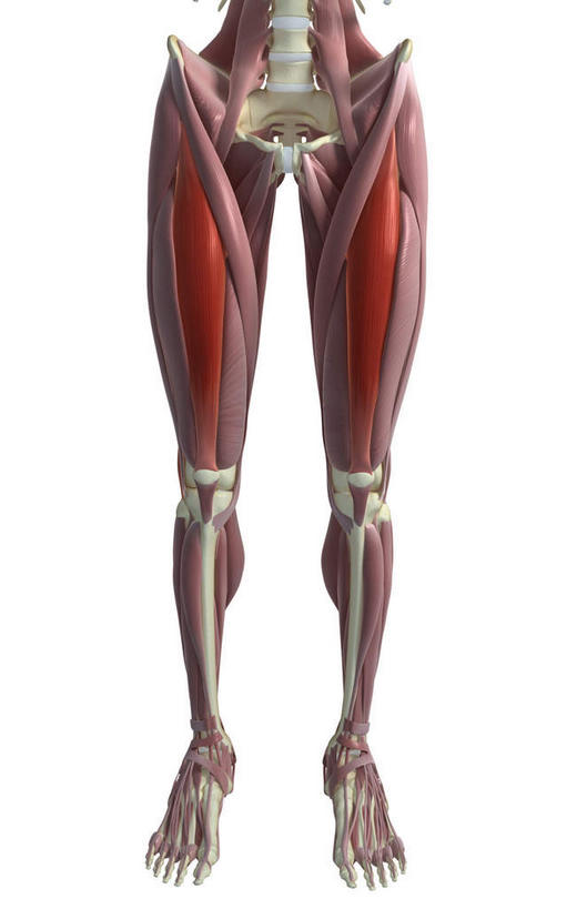 动脉,静脉,骨骼,肌肉,健壮,无人,竖图,插画,室内,特写,白天,白色背景,正面,数码,科技,静物,阴影,网络,医学,骨头,高光,几何,计算机图形,合成,图画,画,模型,健康,活力,力量,人体,青春,电脑合成图,数码合成图,骨架,生物学,强壮,漫画,生理学,写实,具体,具象,四头肌,半身,彩图