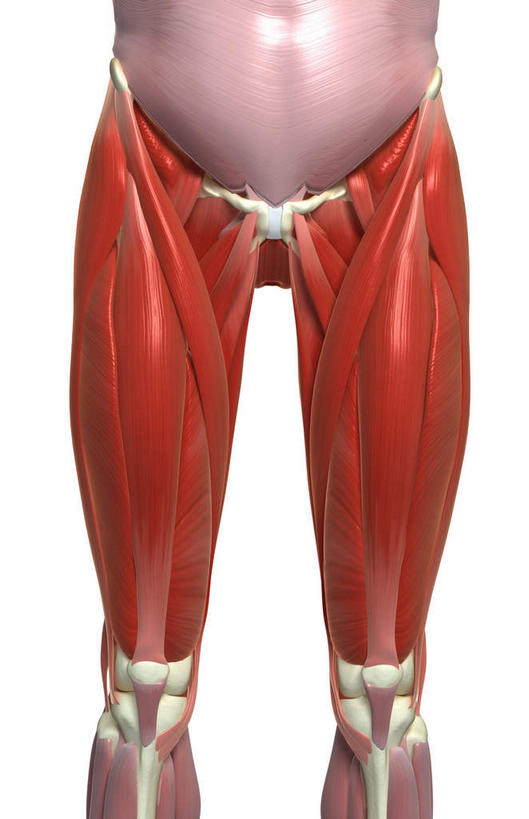 腿部,动脉,静脉,骨骼,肌肉,腿,健壮,无人,竖图,插画,室内,特写,白天,白色背景,正面,数码,科技,静物,阴影,网络,医学,骨头,高光,几何,计算机图形,合成,图画,画,模型,健康,活力,力量,人体,青春,电脑合成图,数码合成图,骨架,生物学,强壮,漫画,生理学,写实,具体,具象,股外侧肌,耻骨肌,缝匠肌,股内侧区,半身,彩图