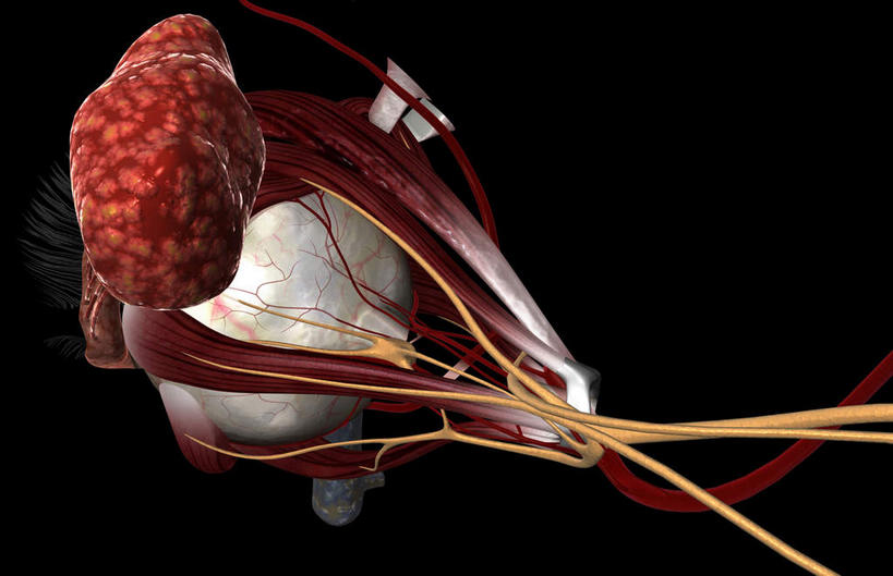 内脏,动脉,静脉,无人,横图,插画,室内,特写,白天,正面,数码,科技,静物,阴影,黑色背景,网络,医学,高光,几何,计算机图形,合成,图画,画,模型,人体,电脑合成图,数码合成图,生物学,人体器官,器官,漫画,生理学,写实,具体,具象,滑车神经,泪腺,彩图