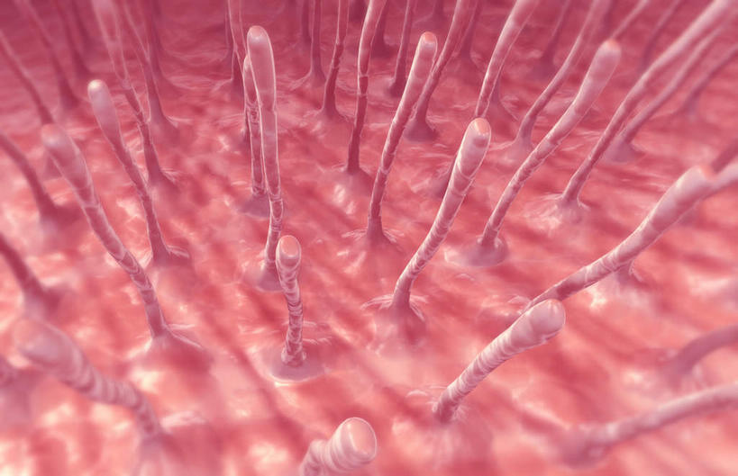 无人,横图,插画,室内,特写,白天,白色背景,正面,数码,科技,静物,阴影,网络,医学,细胞,高光,几何,计算机图形,合成,图画,画,红色,人体,电脑合成图,数码合成图,生物学,漫画,生理学,写实,具体,具象,纤毛,彩图,上皮组织