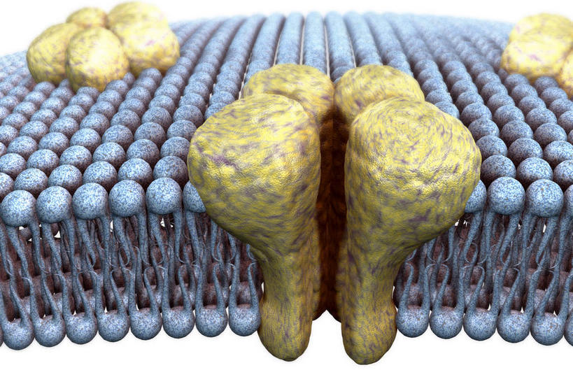 无人,横图,插画,室内,特写,白天,白色背景,正面,数码,科技,静物,阴影,网络,医学,细胞,高光,几何,计算机图形,合成,图画,画,电脑合成图,数码合成图,生物学,漫画,生理学,写实,具体,具象,细胞膜,氨基酸,彩图,细胞结构