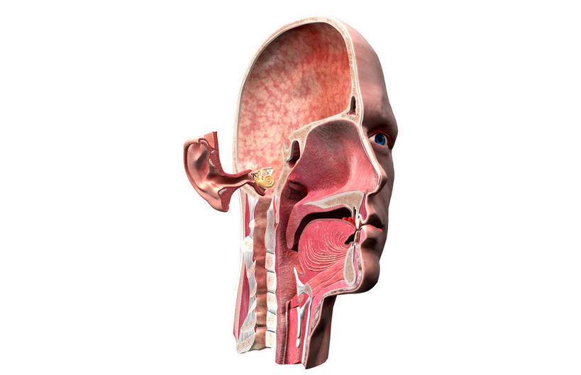 脸,头,耳朵,脸颊,内脏,动脉,静脉,无人,横图,插画,室内,特写,白天,白色背景,正面,数码,科技,静物,阴影,网络,医学,高光,几何,计算机图形,合成,图画,画,模型,人体,皮肤,电脑合成图,数码合成图,生物学,人体器官,器官,漫画,耳廓,耳蜗,生理学,写实,具体,具象,内耳,中耳,听觉器官,耳膜,外耳,外耳道,头部,耳,耳部,脸部,脸蛋,面部,半身,彩图