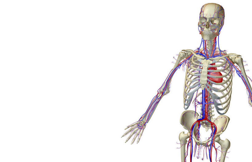 内脏,动脉,静脉,无人,横图,插画,室内,特写,白天,白色背景,正面,数码,科技,静物,阴影,网络,医学,高光,几何,计算机图形,合成,图画,画,模型,人体,电脑合成图,数码合成图,生物学,人体器官,器官,漫画,生理学,写实,具体,具象,髂动脉,髂静脉,髂外动脉,髂外静脉,下腔静脉,降主动脉,彩图