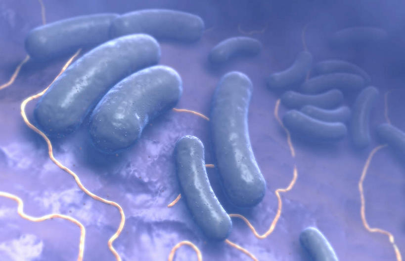 无人,横图,插画,室内,特写,白天,白色背景,正面,数码,科技,静物,阴影,网络,细菌,医学,细胞,高光,几何,计算机图形,合成,图画,画,人体,电脑合成图,数码合成图,生物学,漫画,生理学,写实,具体,具象,大肠杆菌,枯草杆菌,彩图