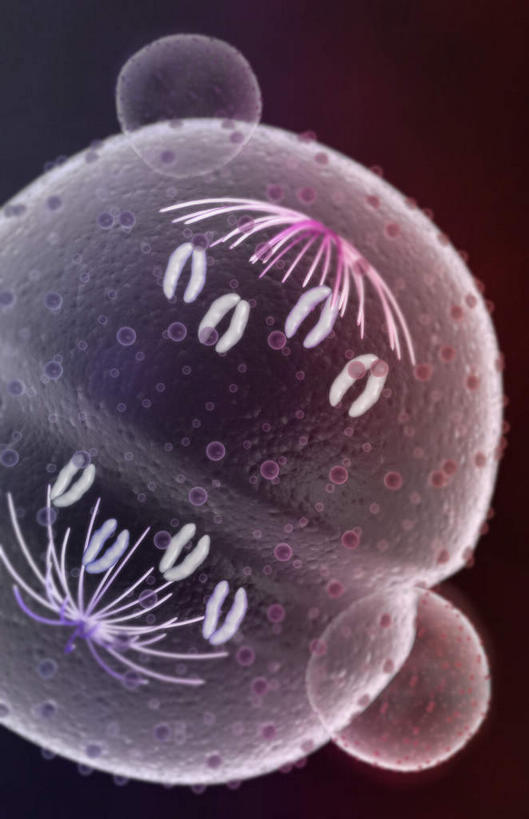 无人,竖图,插画,室内,特写,白天,正面,数码,科技,静物,阴影,黑色背景,网络,医学,细胞,高光,几何,计算机图形,合成,图画,画,人体,电脑合成图,数码合成图,生物学,漫画,生理学,写实,具体,具象,有丝分裂,彩图