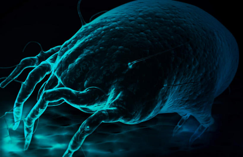 无人,横图,插画,室内,特写,白天,正面,数码,科技,微生物,静物,阴影,黑色背景,网络,医学,高光,几何,计算机图形,合成,图画,画,人体,电脑合成图,数码合成图,生物学,哮喘,漫画,过敏,生理学,写实,具体,具象,寄生,生命体,尘螨,彩图