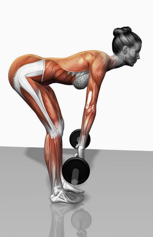 肌肉,健壮,无人,健身房,竖图,插画,室内,特写,白天,白色背景,正面,抽象,数码,科技,杠铃,阴影,网络,高光,几何,计算机图形,合成,图画,画,健康,活力,夸张,力量,青春,电脑合成图,数码合成图,强壮,特效,漫画,深奥,股四头肌,背阔肌,二头肌,腘绳肌,胸锁乳突肌,腹外斜肌,彩图