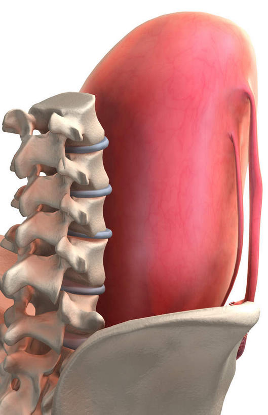 骨骼,无人,竖图,插画,室内,特写,白天,白色背景,正面,抽象,数码,科技,阴影,科学,网络,医学,骨头,高光,几何,计算机图形,合成,图画,画,怀孕,夸张,电脑合成图,数码合成图,骨架,医疗,科学技术,人工受精,特效,漫画,试管婴儿,深奥,彩图,体外受精,体外受孕
