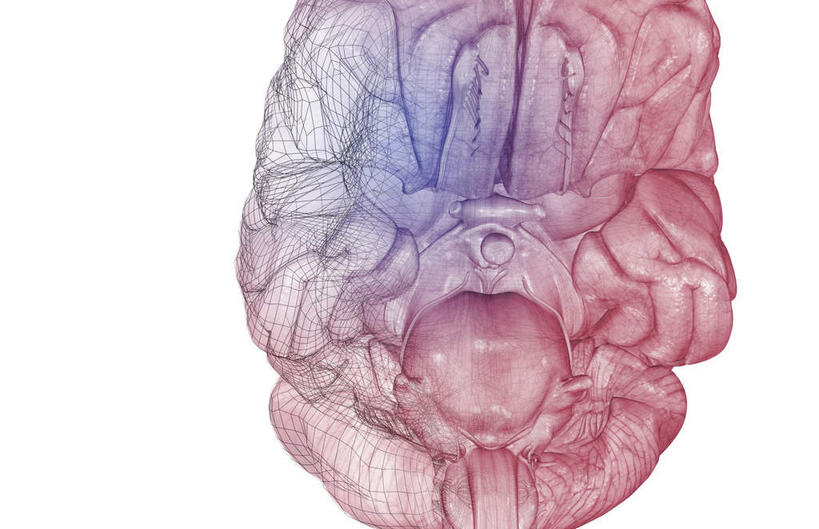 脑,无人,横图,插画,室内,特写,白天,白色背景,正面,数码,科技,大脑,阴影,网络,高光,几何,计算机图形,合成,图画,画,电脑合成图,数码合成图,漫画,小脑,写实,具体,具象,基底节,中脑,大脑皮质,脑部,脑子,彩图