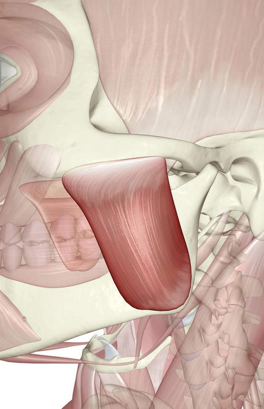 骨骼,肌肉,健壮,无人,竖图,插画,室内,特写,白天,白色背景,正面,抽象,数码,科技,阴影,网络,骨头,高光,几何,计算机图形,合成,图画,画,健康,活力,夸张,力量,青春,电脑合成图,数码合成图,骨架,强壮,特效,漫画,深奥,咬肌,彩图