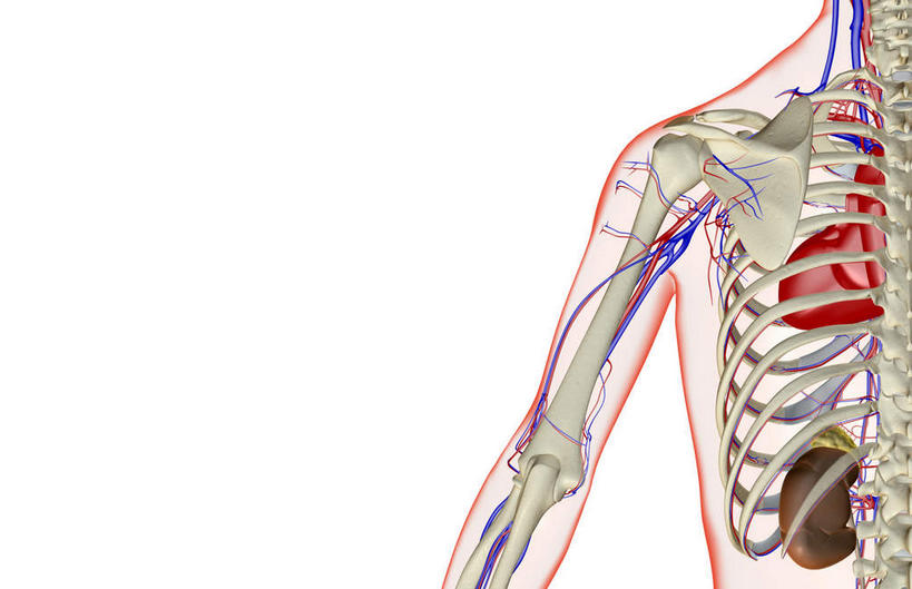 内脏,肾脏,动脉,静脉,无人,横图,插画,室内,特写,白天,白色背景,正面,数码,科技,静物,阴影,网络,医学,高光,几何,计算机图形,合成,图画,画,模型,人体,轮廓,电脑合成图,数码合成图,生物学,人体器官,器官,漫画,生理学,写实,具体,具象,彩图