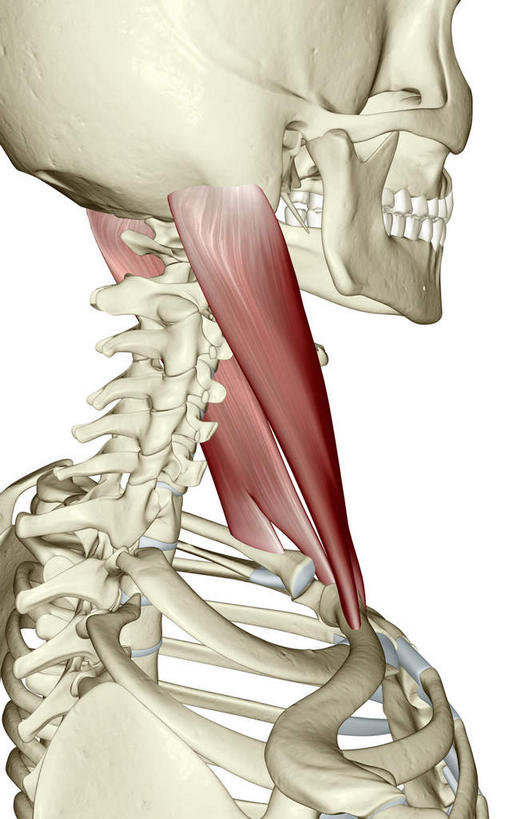 骨骼,肌肉,健壮,无人,竖图,插画,室内,特写,白天,白色背景,正面,抽象,数码,科技,阴影,网络,骨头,高光,几何,计算机图形,合成,图画,画,健康,活力,夸张,力量,青春,电脑合成图,数码合成图,骨架,强壮,特效,漫画,深奥,胸锁乳突肌,彩图