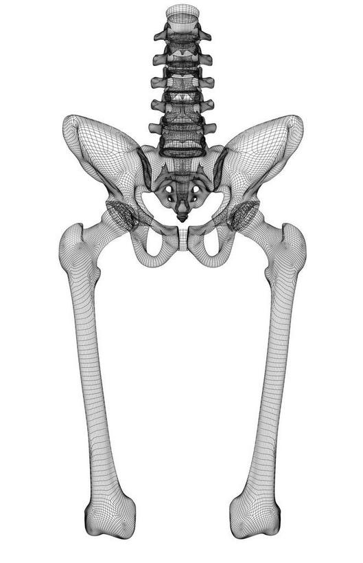 骨,动脉,静脉,骨骼,无人,竖图,黑白,插画,室内,特写,白天,白色背景,正面,数码,科技,静物,阴影,局部,网络,医学,骨头,高光,几何,计算机图形,合成,图画,画,模型,人体,电脑合成图,数码合成图,骨架,生物学,腿骨,漫画,生理学,写实,具体,具象,骶骨,股骨,尾骨,髂骨,腰椎,坐骨