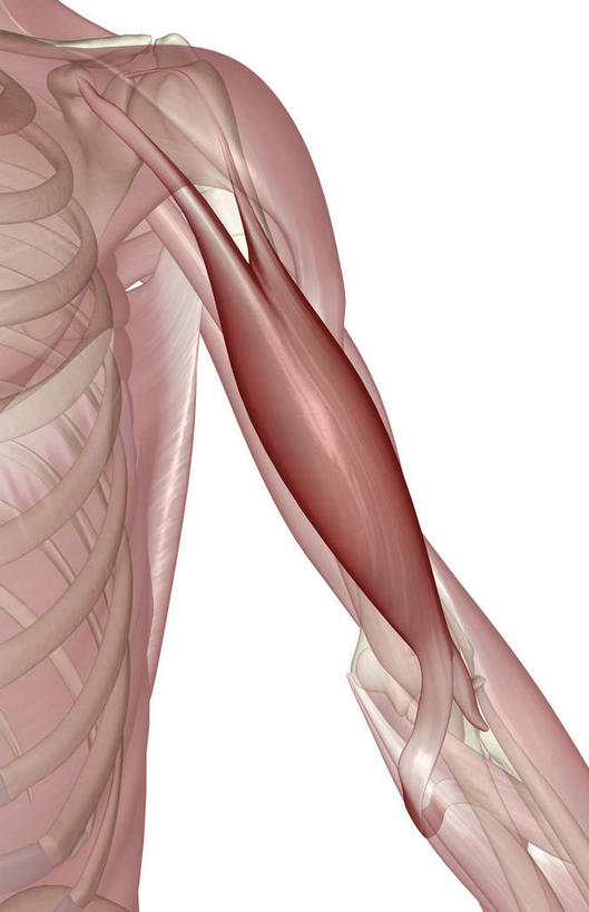 肌肉,健壮,无人,竖图,插画,室内,特写,白天,白色背景,正面,抽象,数码,科技,阴影,网络,高光,几何,计算机图形,合成,图画,画,健康,活力,夸张,力量,青春,电脑合成图,数码合成图,强壮,特效,漫画,深奥,二头肌,彩图