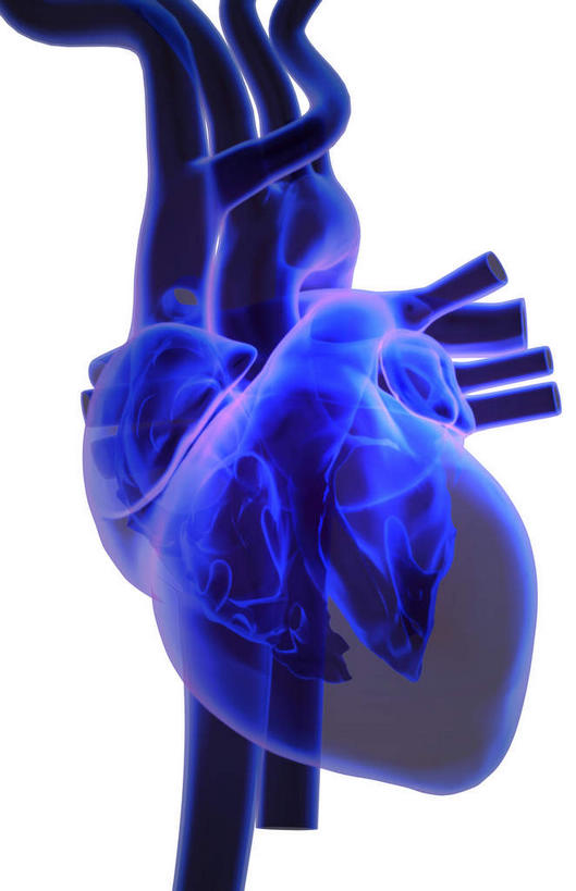 内脏,心脏,动脉,静脉,无人,竖图,插画,室内,特写,白天,白色背景,正面,数码,科技,静物,阴影,网络,高光,几何,计算机图形,合成,图画,画,模型,人体,电脑合成图,数码合成图,生物学,器官,漫画,心血管,心房,心室,生理学,写实,具体,具象,心,彩图