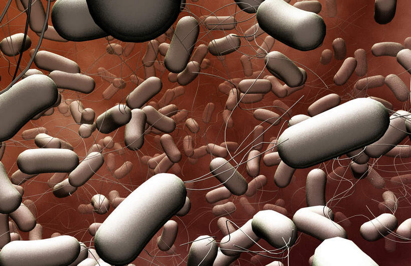 无人,横图,插画,室内,特写,白天,白色背景,正面,数码,科技,微生物,阴影,网络,医学,高光,几何,计算机图形,合成,图画,画,生物,电脑合成图,数码合成图,医疗,生物学,漫画,写实,具体,具象,寄生,生命体,彩图,沙门氏菌