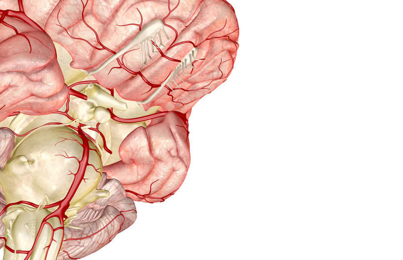 动脉,静脉,无人,横图,插画,室内,特写,白天,白色背景,正面,数码,科技,静物,大脑,阴影,局部,网络,医学,高光,几何,计算机图形,合成,图画,画,模型,人体,部分,电脑合成图,数码合成图,生物学,人体器官,器官,沟壑,漫画,小脑,脑干,生理学,写实,具体,具象,大脑皮层,端脑,沟,灰质,回,间脑,脑动脉,彩图