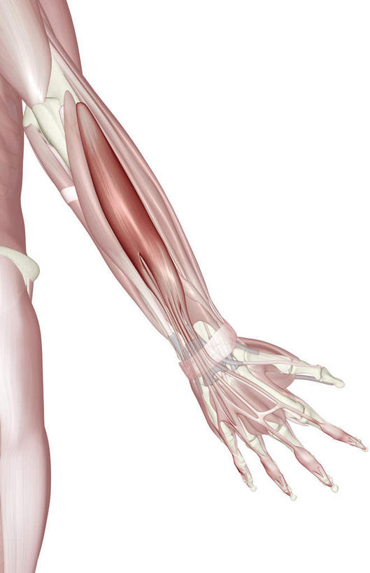 动脉,静脉,骨骼,肌肉,健壮,无人,竖图,插画,室内,特写,白天,白色背景,正面,数码,科技,静物,阴影,局部,网络,医学,骨头,高光,几何,计算机图形,合成,图画,画,模型,健康,活力,力量,人体,青春,部分,电脑合成图,数码合成图,骨架,生物学,强壮,漫画,生理学,写实,具体,具象,二头肌,手臂,半身,彩图